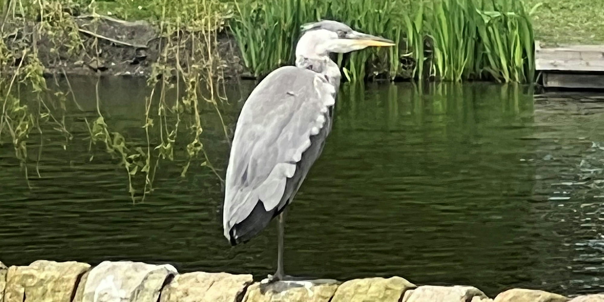 Photograph of a grey heron sitting next to a pond