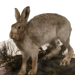 Taxidermy specimen of a mountain hare