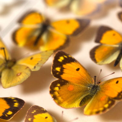 Multiple yellow butterflies pinned on card as part of a specimen collection