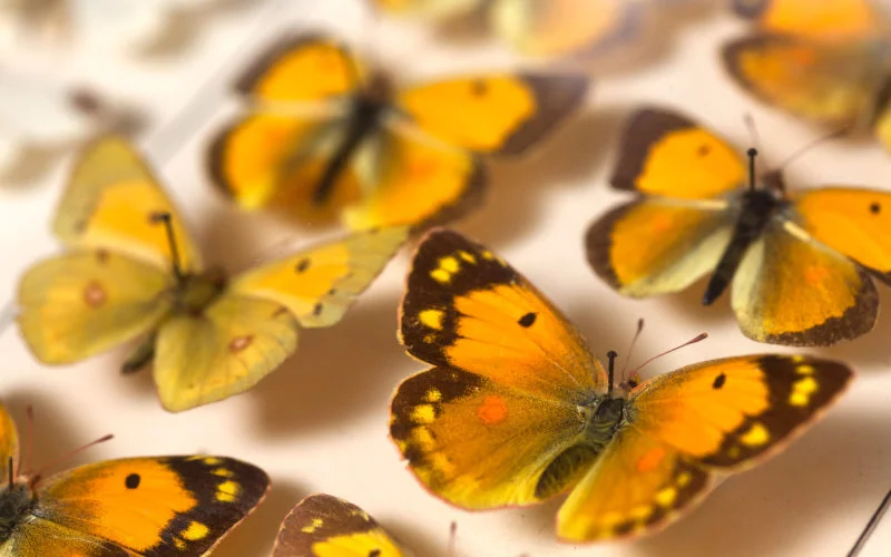 Multiple yellow butterflies pinned on card as part of a specimen collection