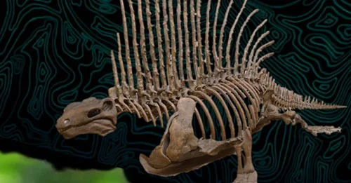 Fossilised dinosaur with long spikes on its back